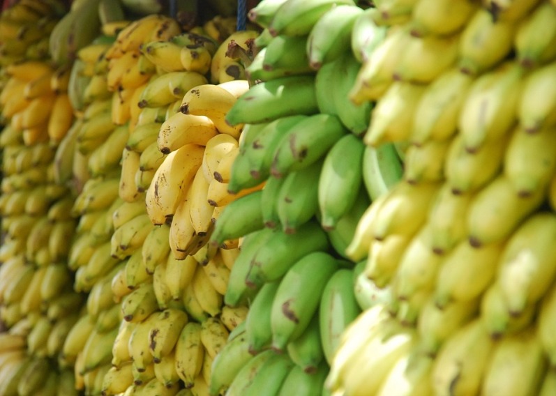 usaha pengepul pisang di kampung yang menguntungkan